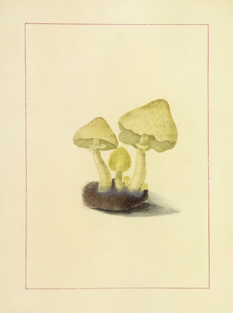 James Bolton - Icons fungorum circa Halifax sponte Nascentium Pl.097