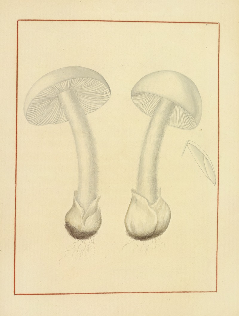 James Bolton - Icons fungorum circa Halifax sponte Nascentium Pl.146