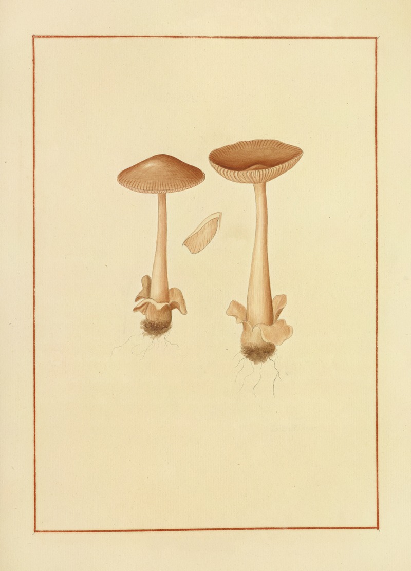 James Bolton - Icons fungorum circa Halifax sponte Nascentium Pl.154