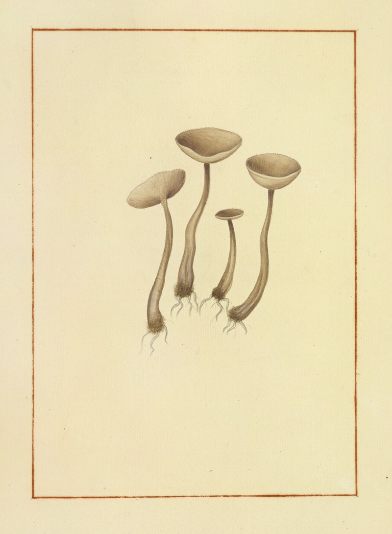 James Bolton - Icons fungorum circa Halifax sponte Nascentium Pl.163