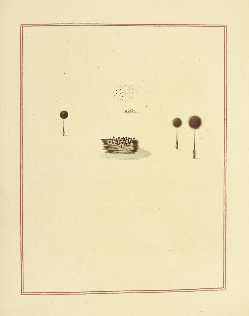 James Bolton - Icons fungorum circa Halifax sponte Nascentium Pl.180