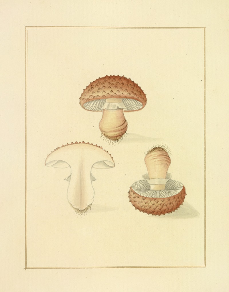 James Bolton - Icons fungorum circa Halifax sponte Nascentium Pl.191