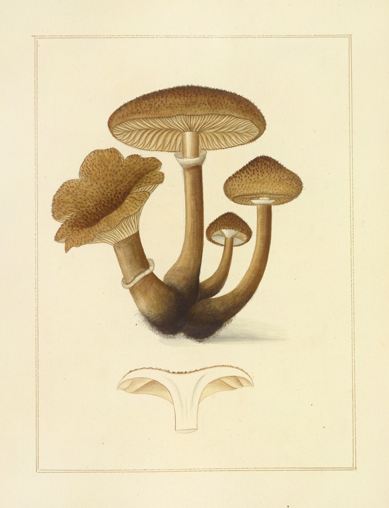 James Bolton - Icons fungorum circa Halifax sponte Nascentium Pl.193