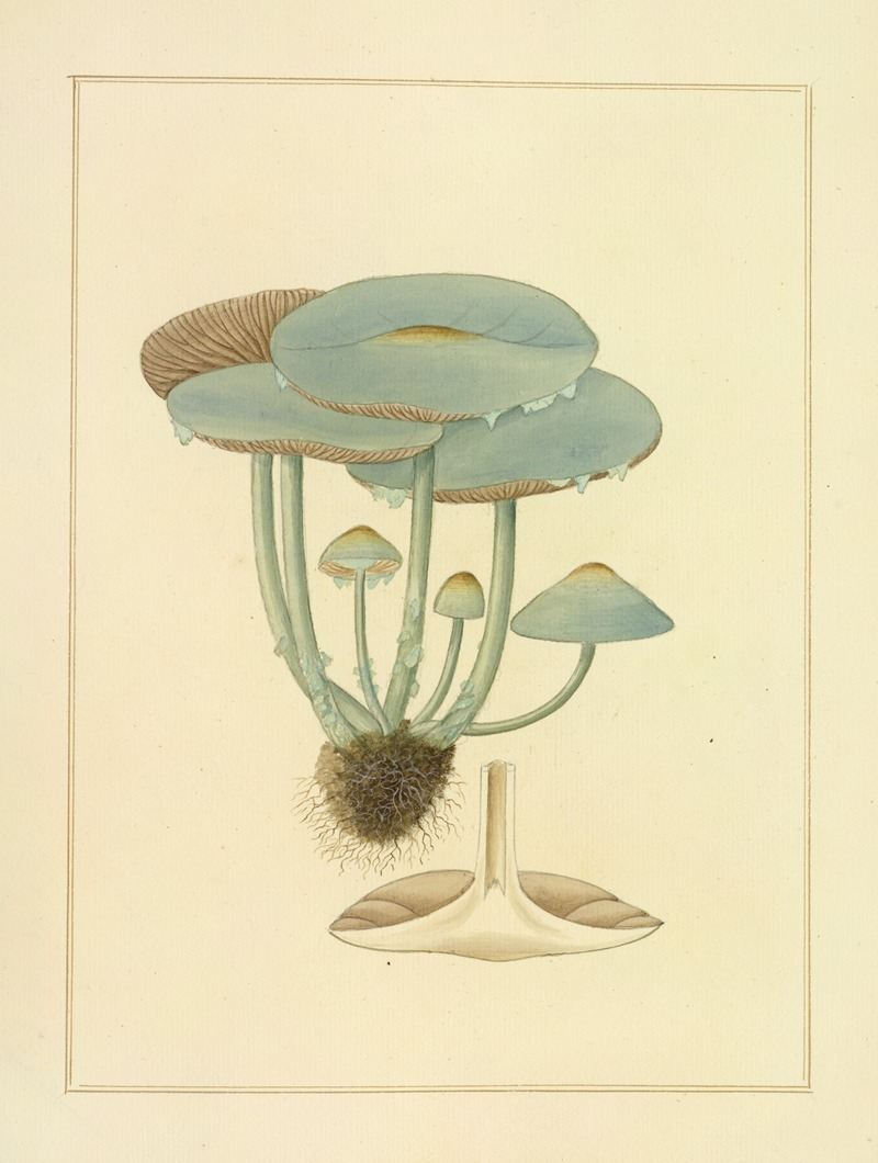 James Bolton - Icons fungorum circa Halifax sponte Nascentium Pl.195