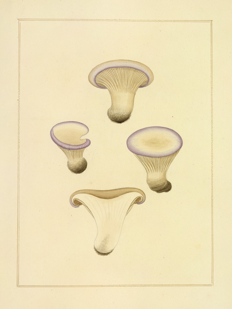 James Bolton - Icons fungorum circa Halifax sponte Nascentium Pl.198