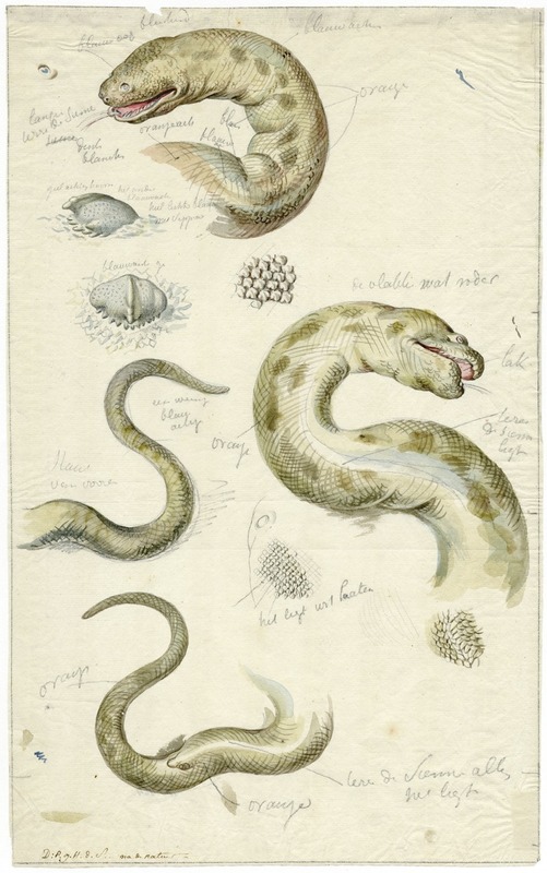 David Humbert de Superville - Diverse aanzichten van een slang, met bijschriften