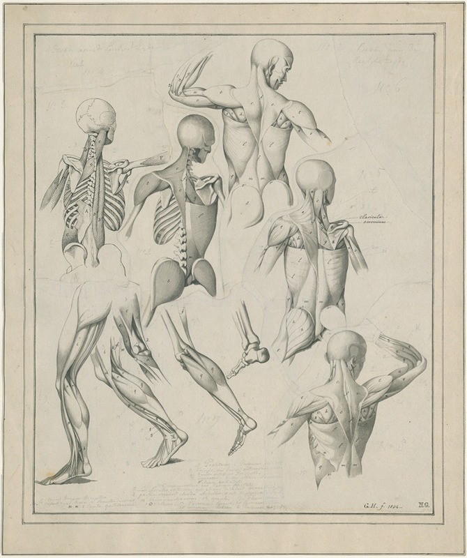 David Humbert de Superville - Diverse anatomische tekeningen: skelet, spieren, etc