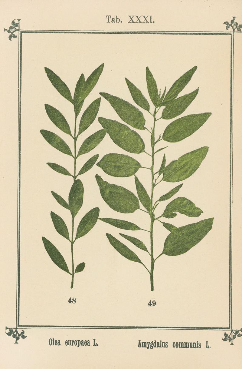 Sebastian Kneipp - Plant-atlas to ‘My water-cure’ Pl.11