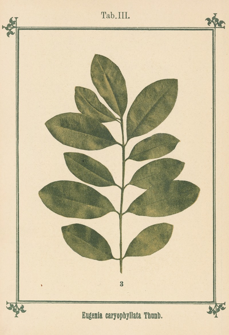 Sebastian Kneipp - Plant-atlas to ‘My water-cure’ Pl.23