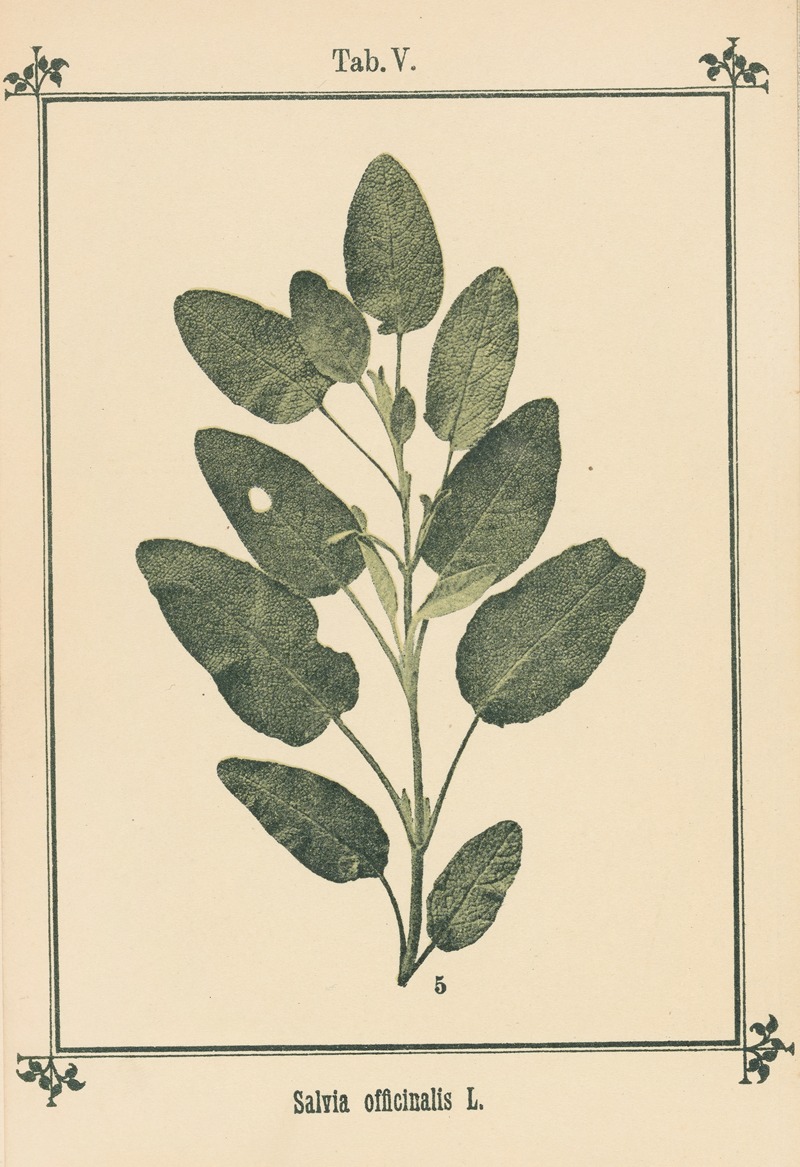 Sebastian Kneipp - Plant-atlas to ‘My water-cure’ Pl.25