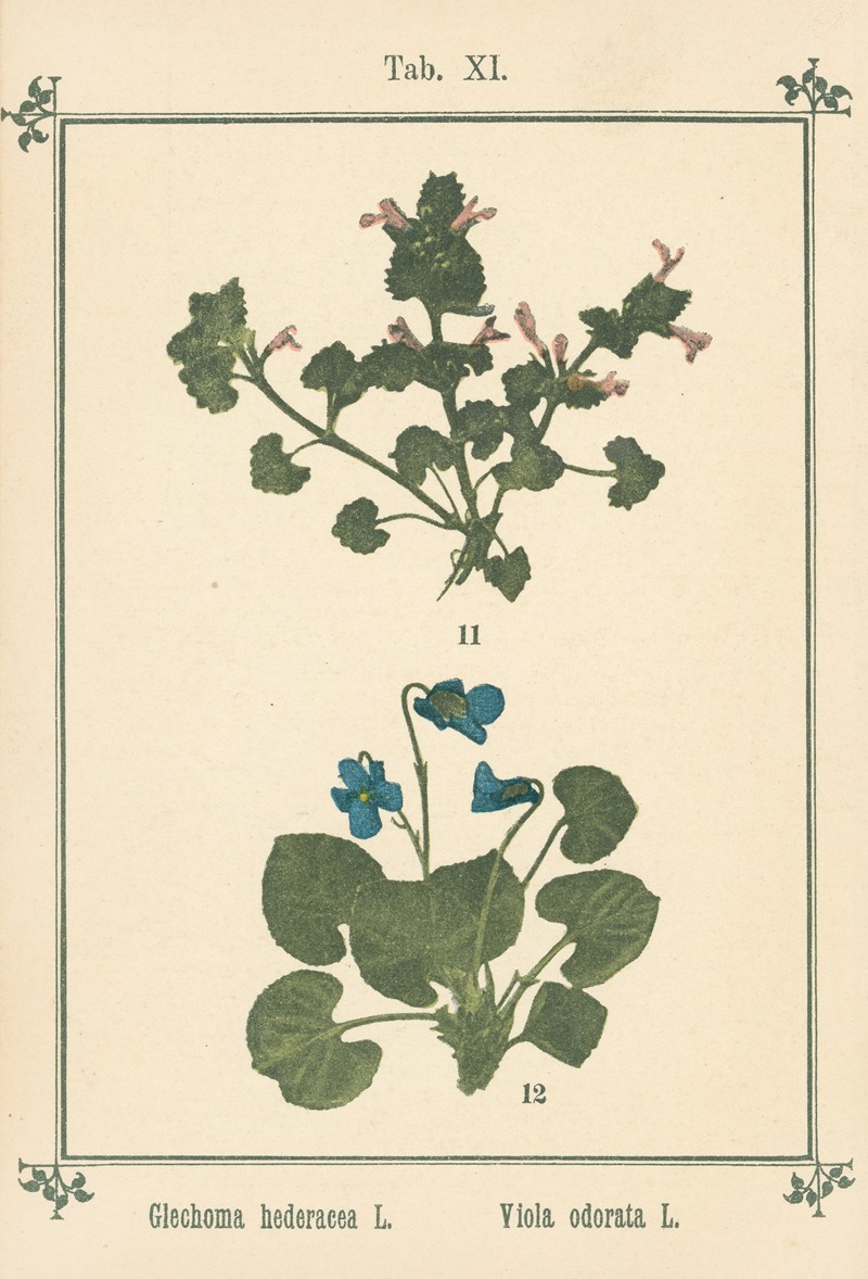 Sebastian Kneipp - Plant-atlas to ‘My water-cure’ Pl.31