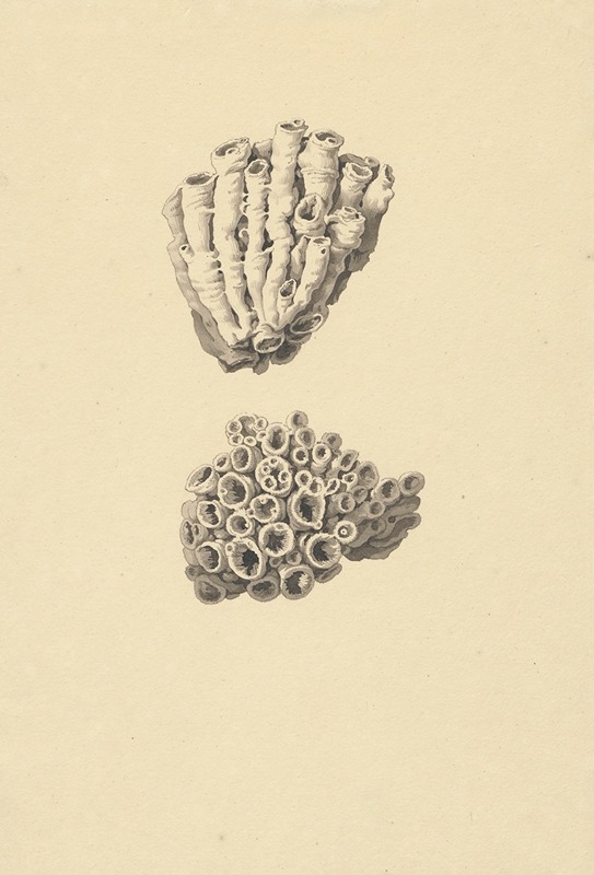 David Humbert de Superville - Fossiel (koraal): met detail-aanzichten