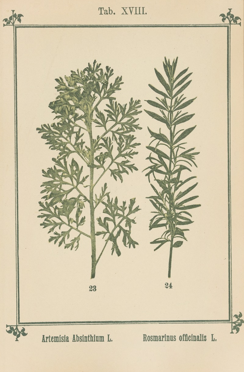 Sebastian Kneipp - Plant-atlas to ‘My water-cure’ Pl.37