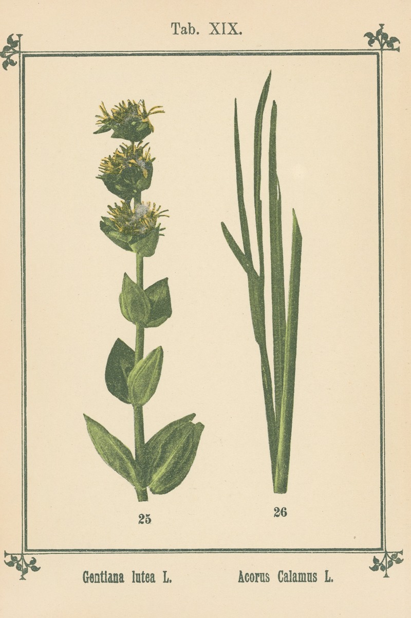 Sebastian Kneipp - Plant-atlas to ‘My water-cure’ Pl.38