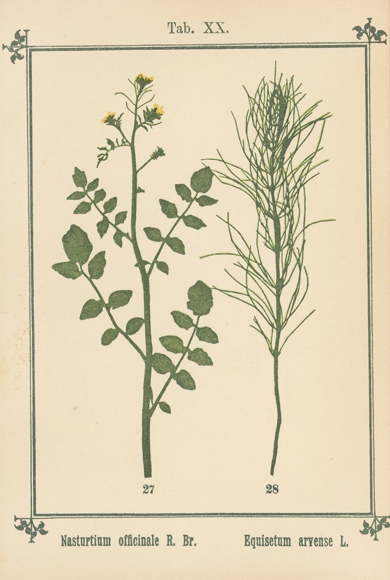 Sebastian Kneipp - Plant-atlas to ‘My water-cure’ Pl.39