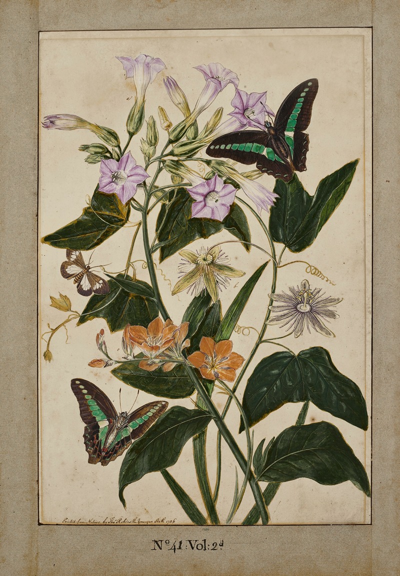 Thomas Robins The Younger - A botanical study of red-fruited passion flowers, Virginia tobacco plant, and ixia, with swallowtail butterflies