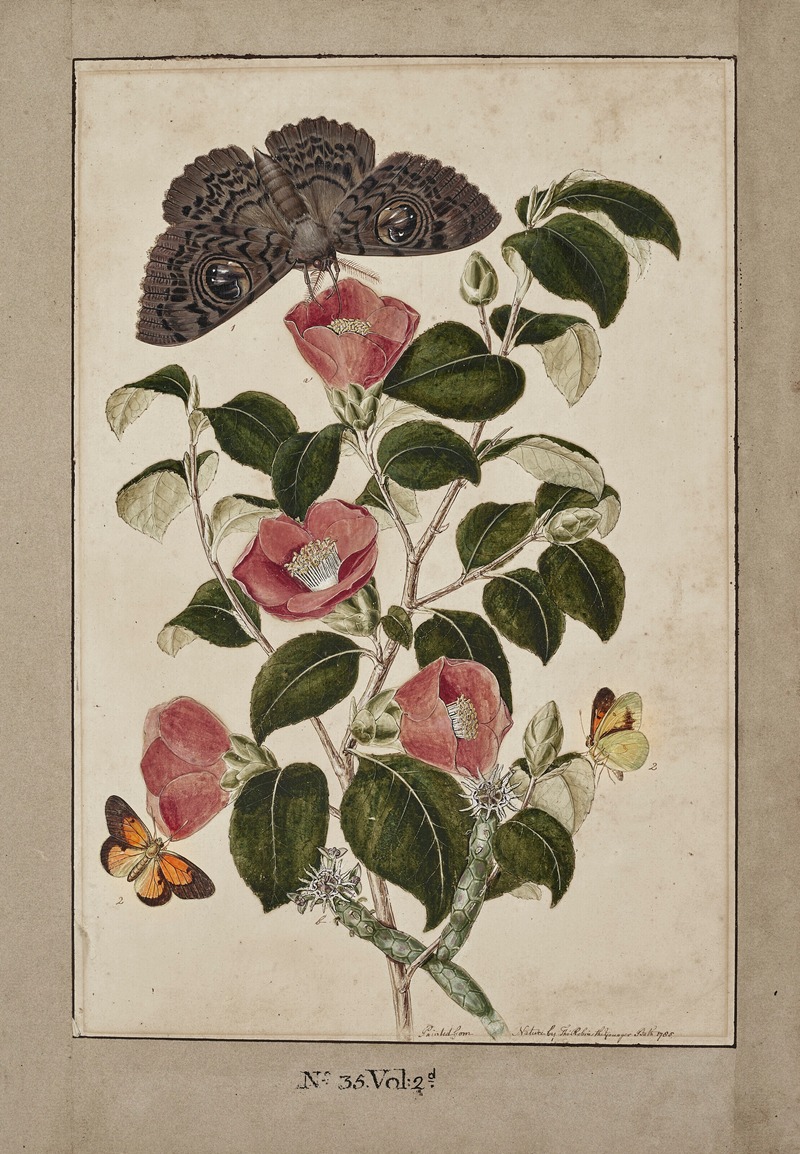 Thomas Robins The Younger - A Study of Camelia Japonica (Japanese Rose), Euphorbia caput medusa (Medusa’s Head Spurge), with Phalæna Merops and Papilio Hyale Nar