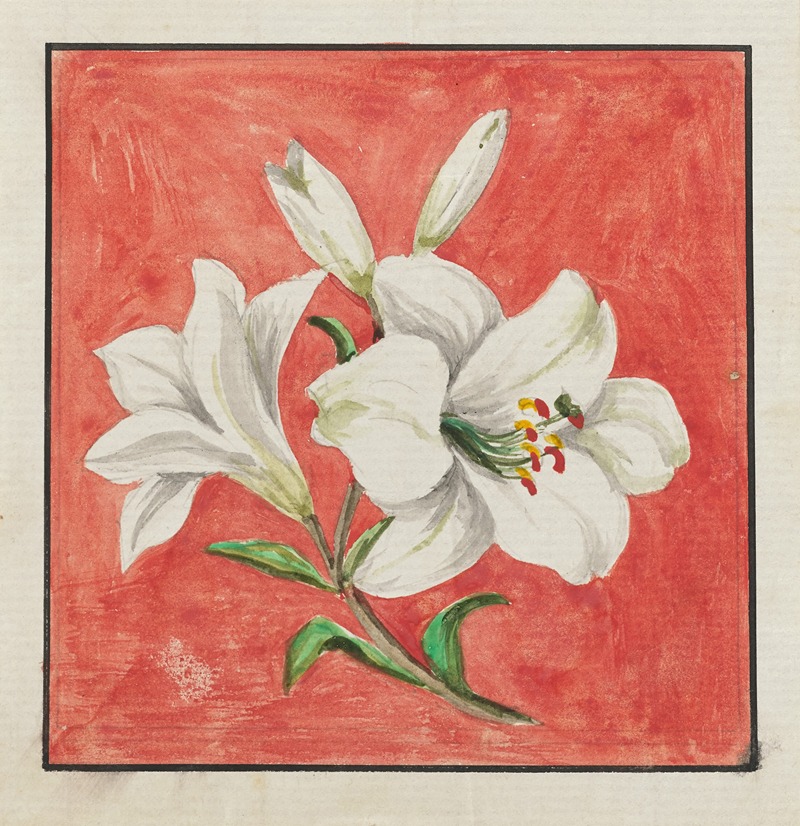 Anonymous - White Lily