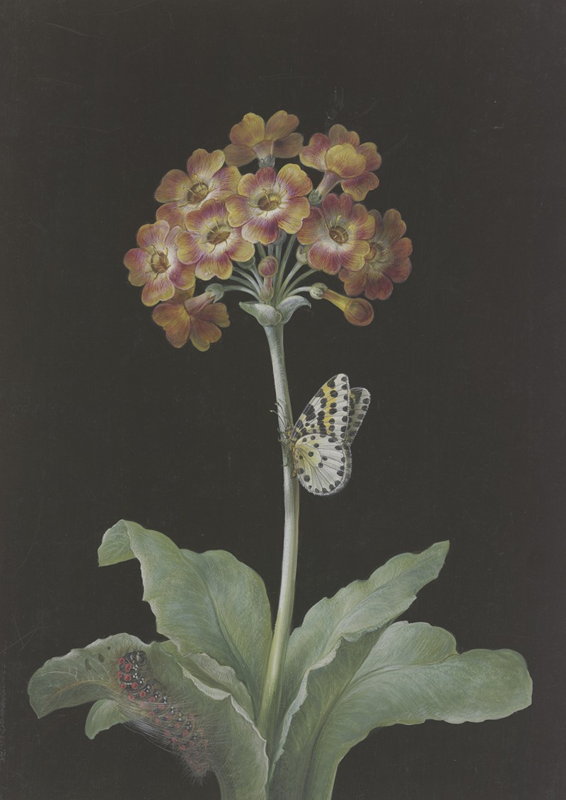 Barbara Regina Dietzsch - Orangerote Aurikel (Primula auricula) mit Stachelbeer-Harlekin und sich einspinnender Raupe