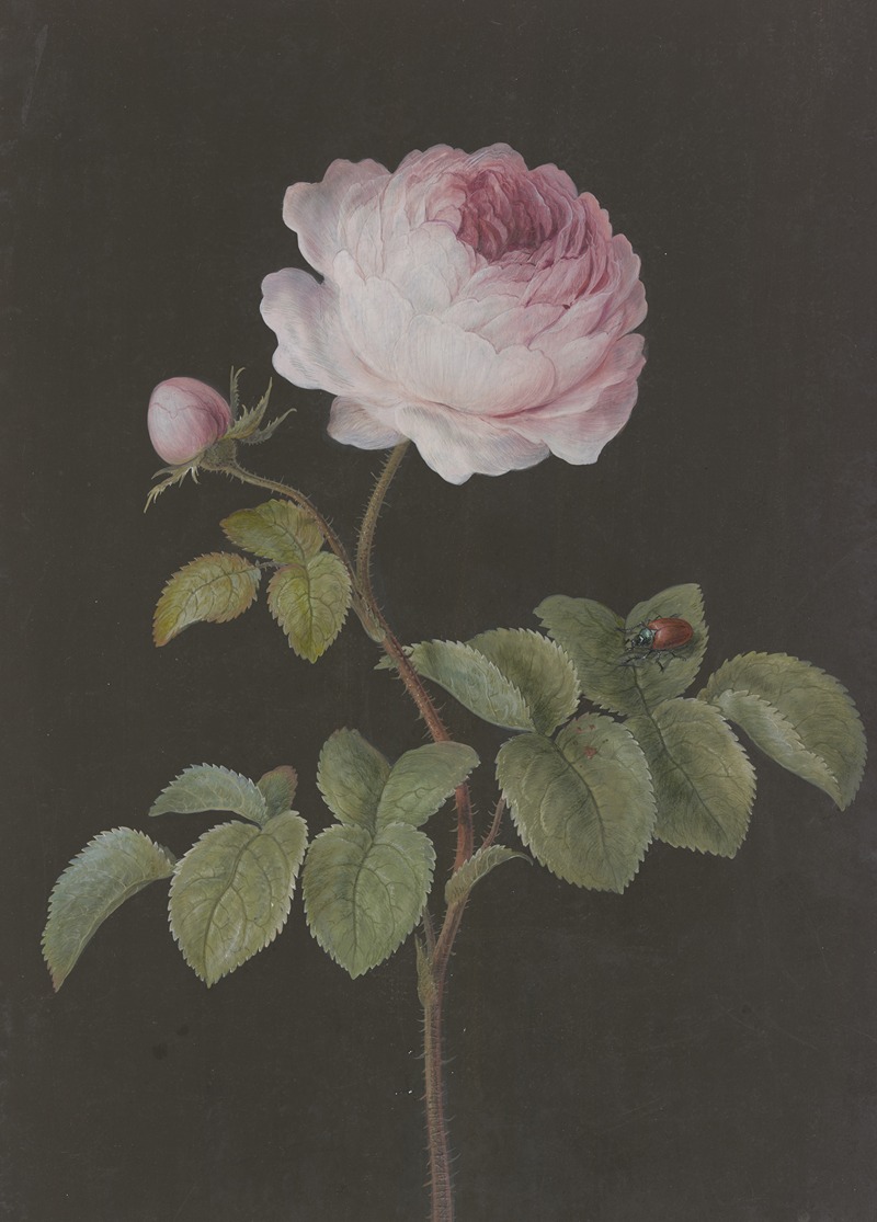 Barbara Regina Dietzsch - Rosa Rose (Rosa) mit einem braunen Käfer