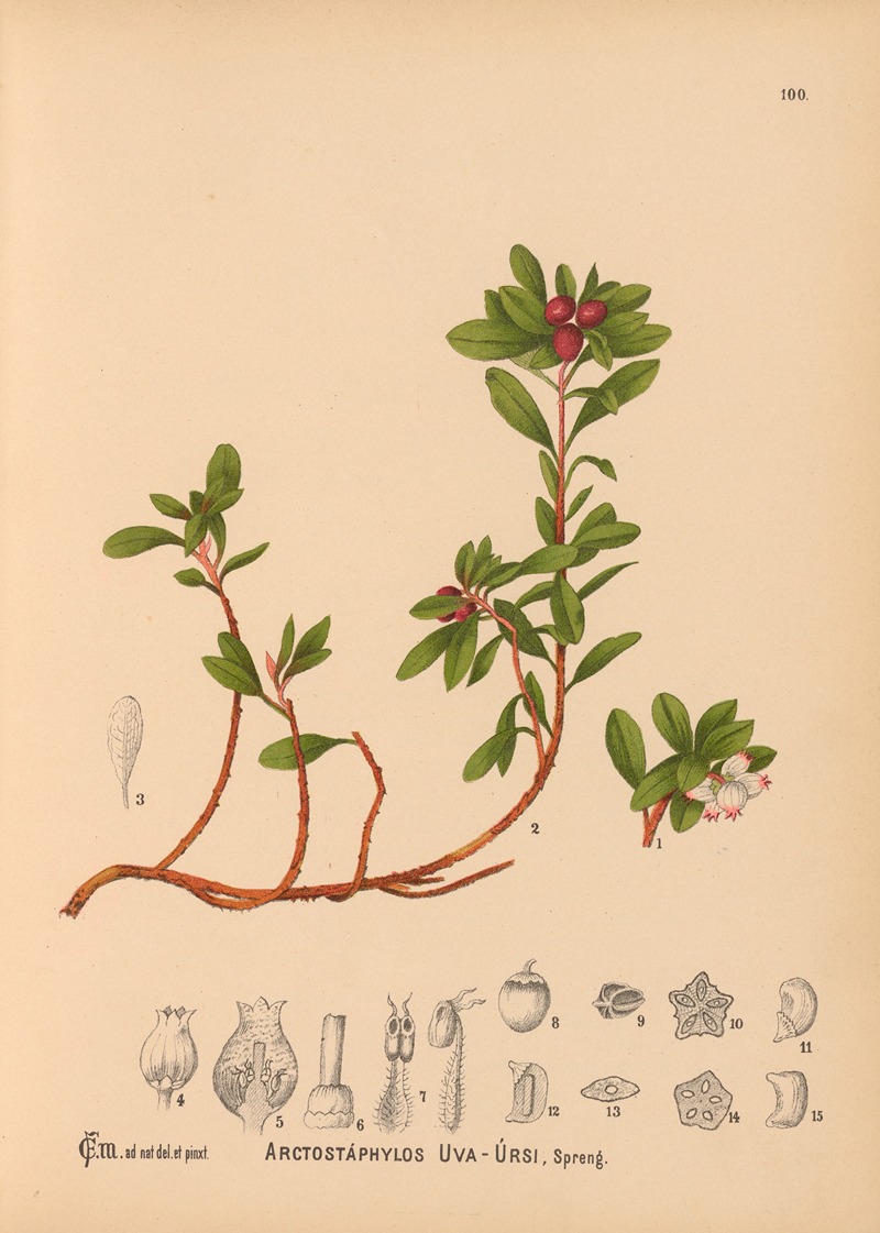 Charles Frederick Millspaugh - Medicinal Plants Pl.001