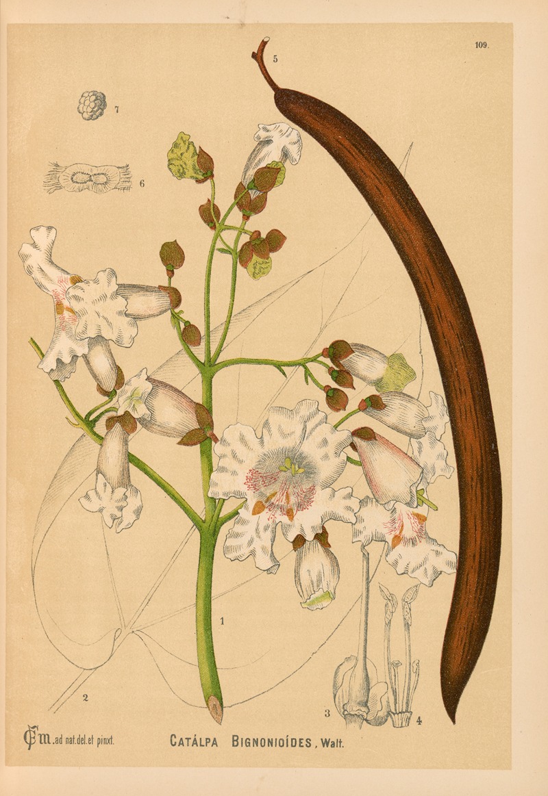 Charles Frederick Millspaugh - Medicinal Plants Pl.002