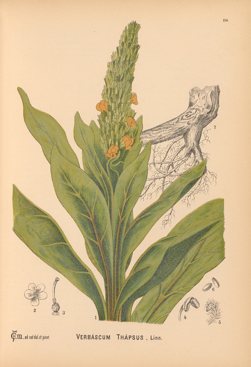 Charles Frederick Millspaugh - Medicinal Plants Pl.003