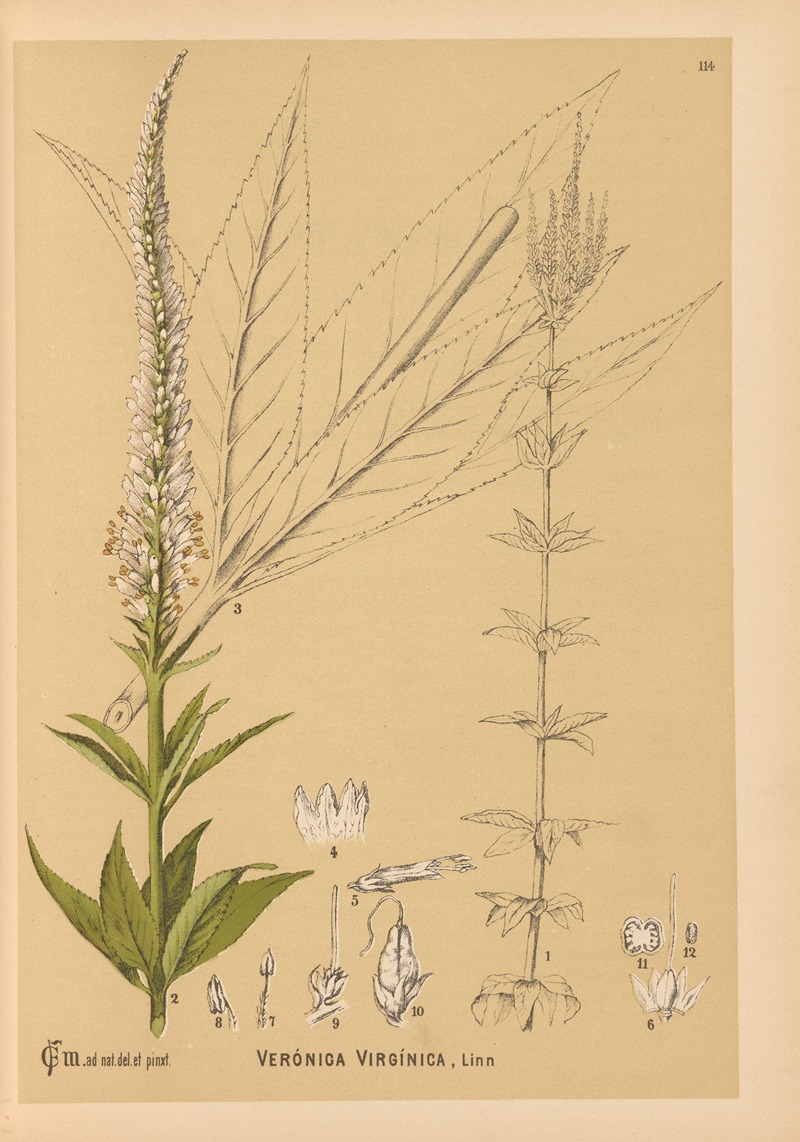 Charles Frederick Millspaugh - Medicinal Plants Pl.007