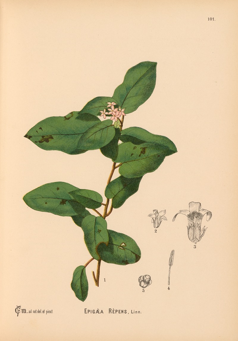 Charles Frederick Millspaugh - Medicinal Plants Pl.012