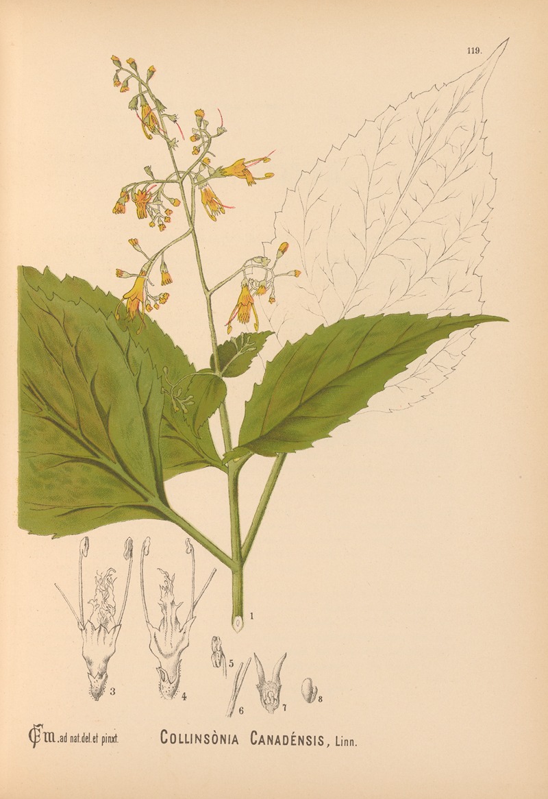 Charles Frederick Millspaugh - Medicinal Plants Pl.013