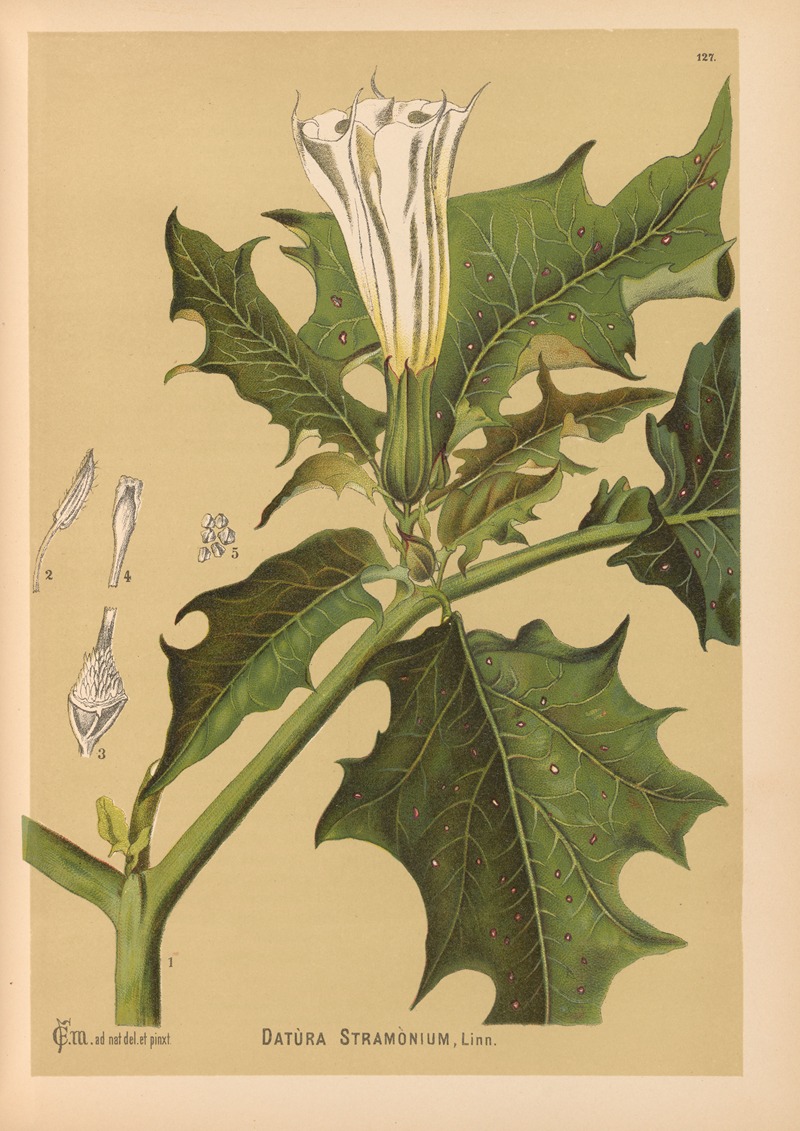 Charles Frederick Millspaugh - Medicinal Plants Pl.021