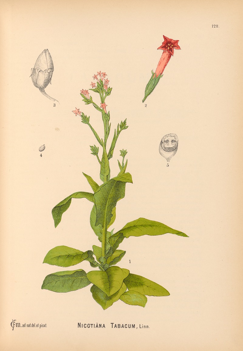 Charles Frederick Millspaugh - Medicinal Plants Pl.022