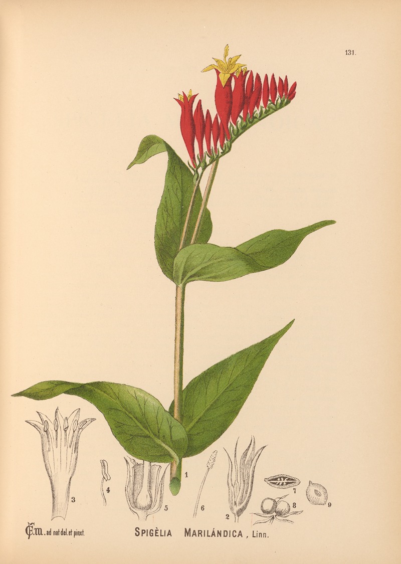 Charles Frederick Millspaugh - Medicinal Plants Pl.026