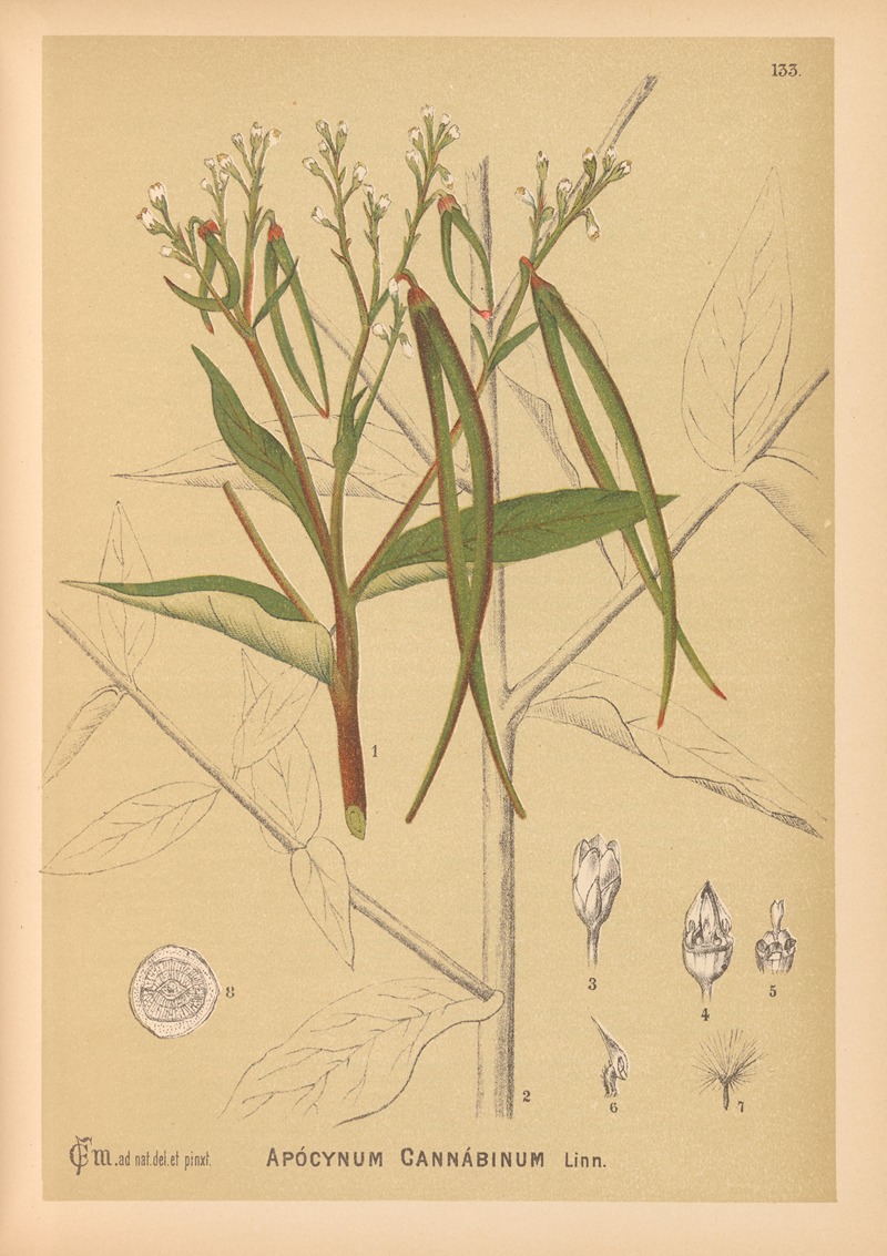 Charles Frederick Millspaugh - Medicinal Plants Pl.028