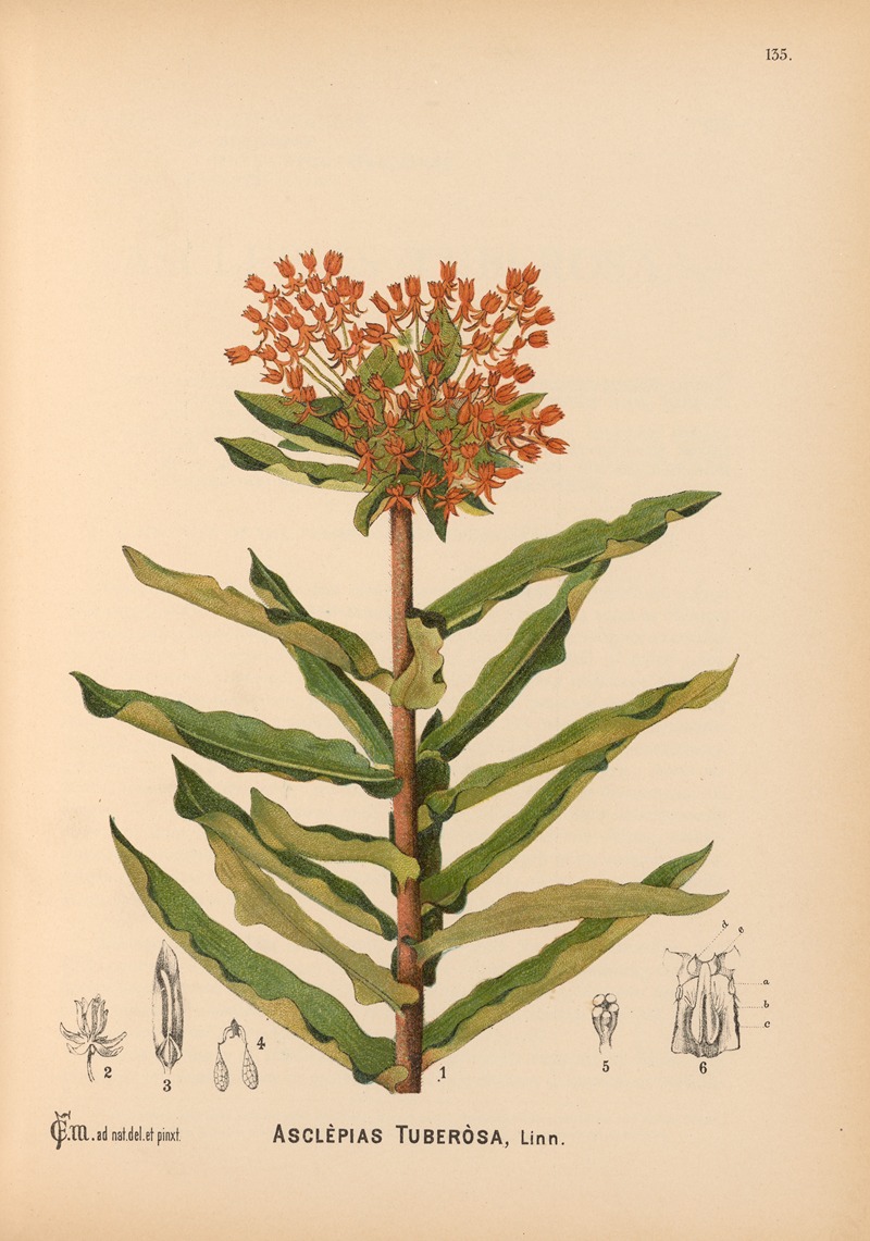 Charles Frederick Millspaugh - Medicinal Plants Pl.030