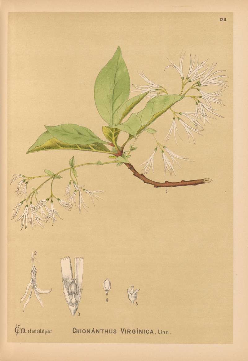 Charles Frederick Millspaugh - Medicinal Plants Pl.031