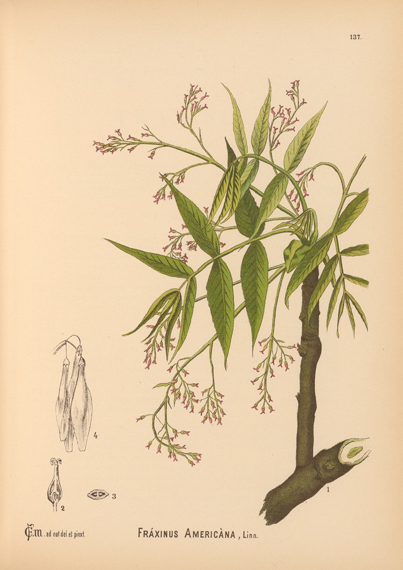 Charles Frederick Millspaugh - Medicinal Plants Pl.032