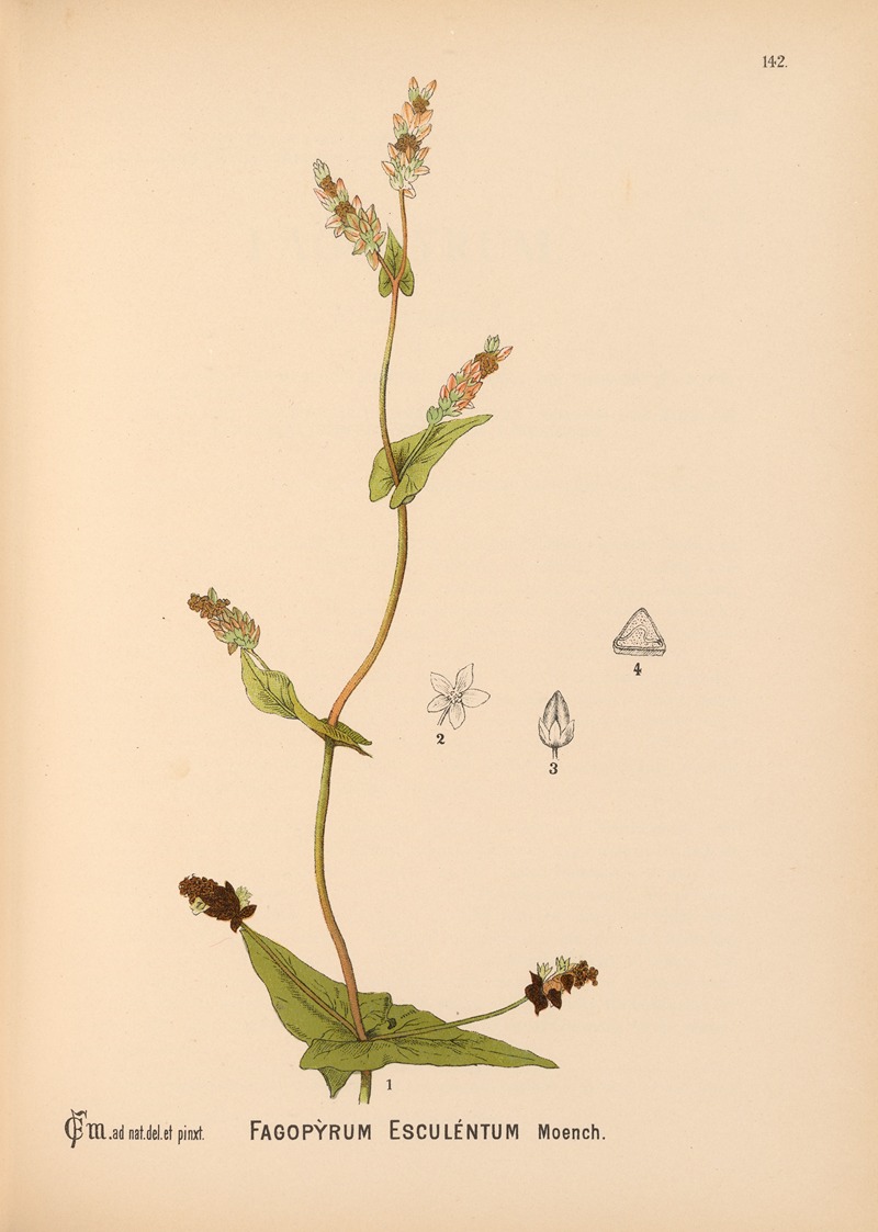 Charles Frederick Millspaugh - Medicinal Plants Pl.038