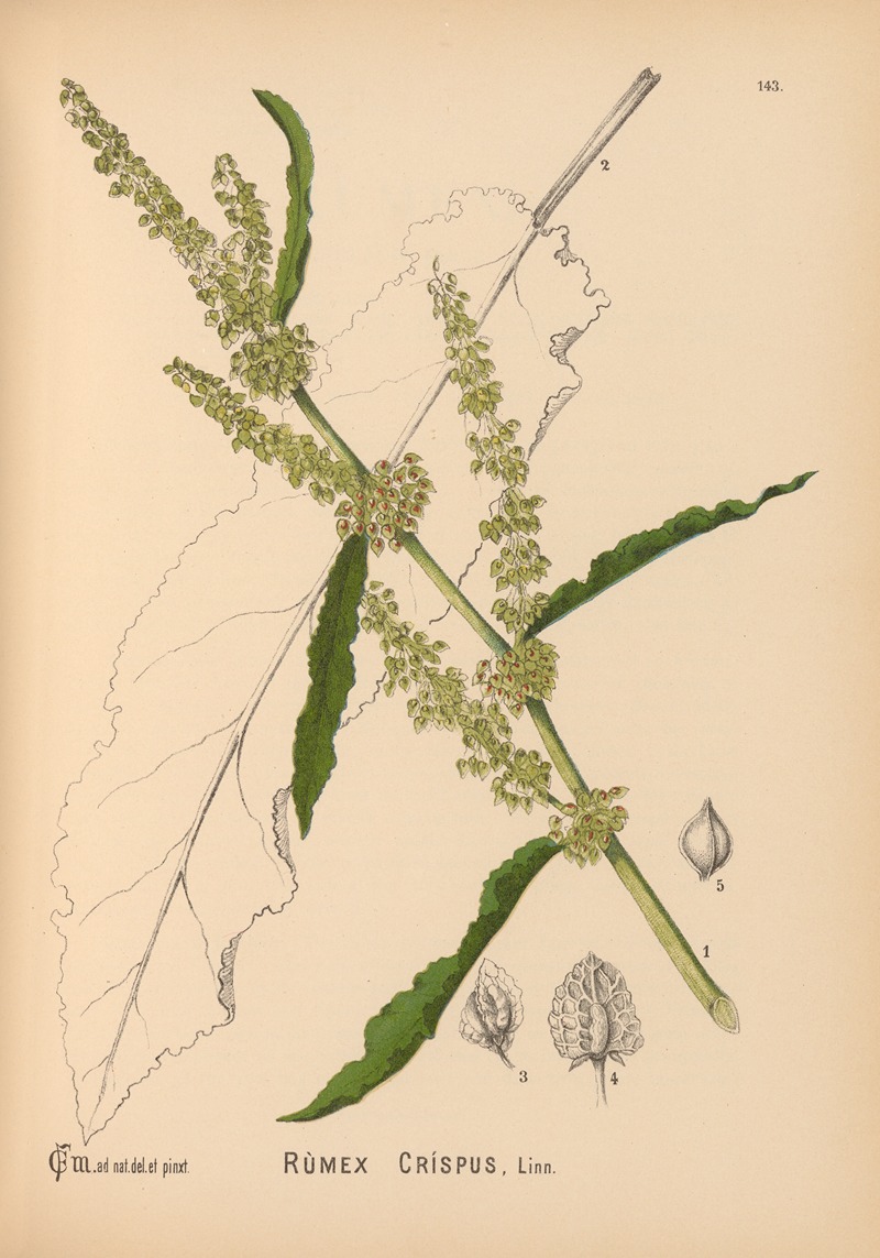 Charles Frederick Millspaugh - Medicinal Plants Pl.039