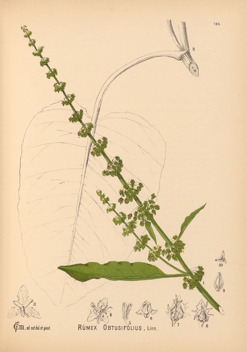 Charles Frederick Millspaugh - Medicinal Plants Pl.040