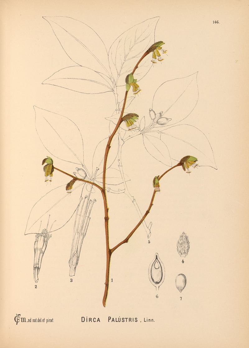 Charles Frederick Millspaugh - Medicinal Plants Pl.042