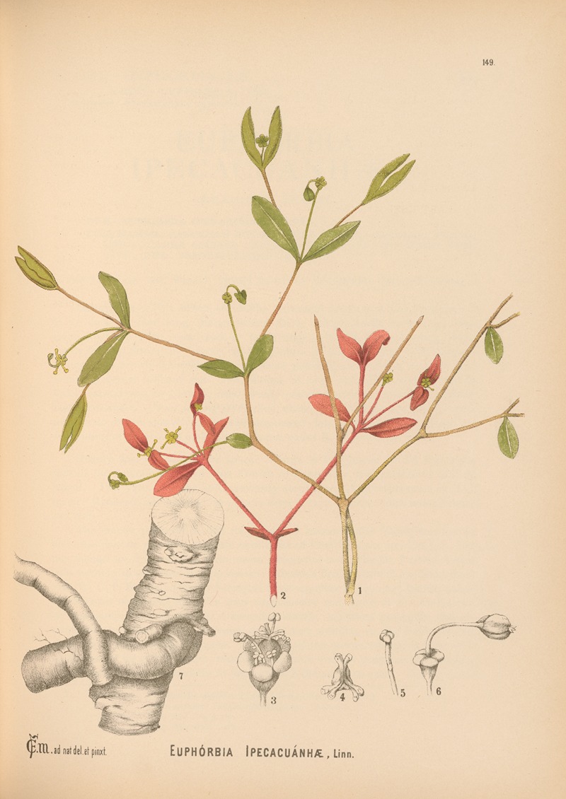 Charles Frederick Millspaugh - Medicinal Plants Pl.046