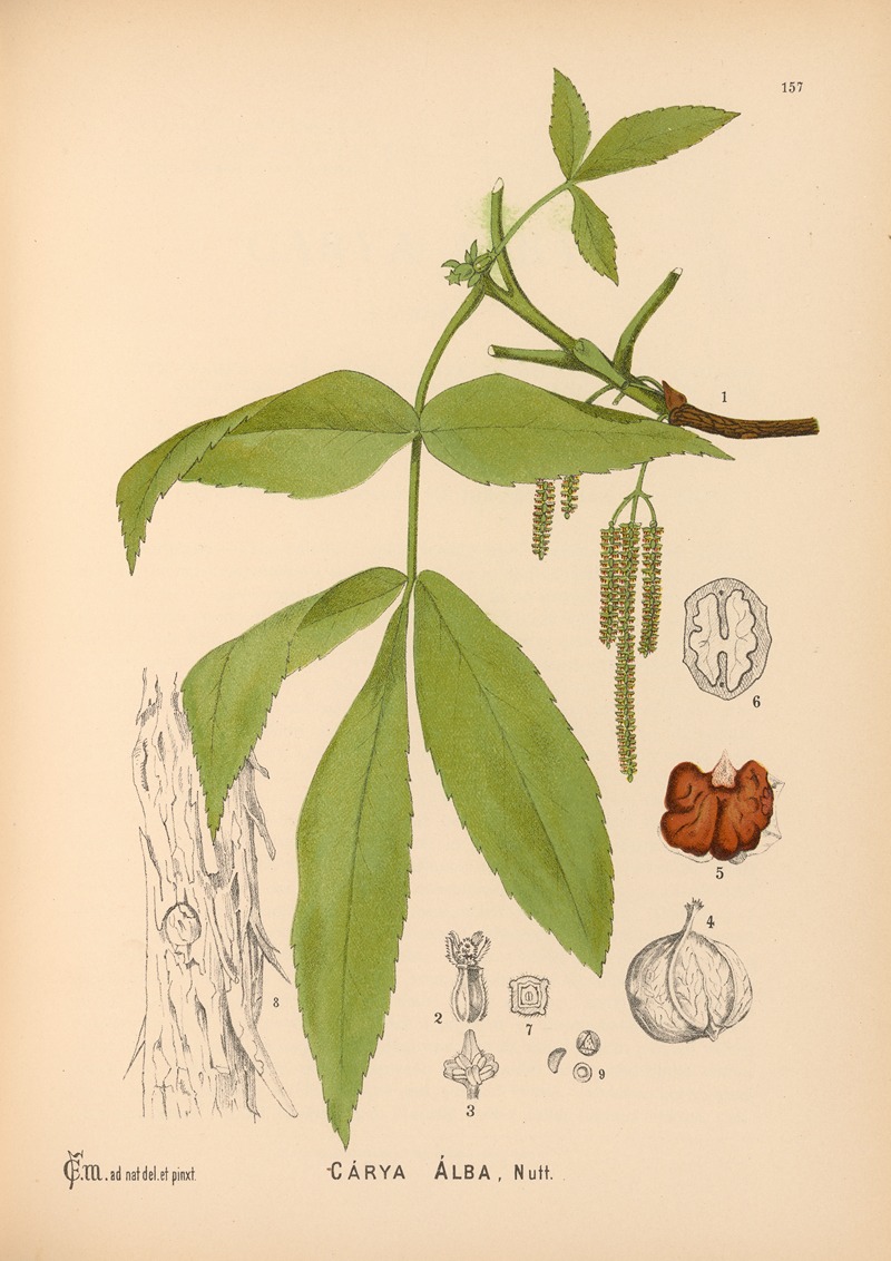 Charles Frederick Millspaugh - Medicinal Plants Pl.054