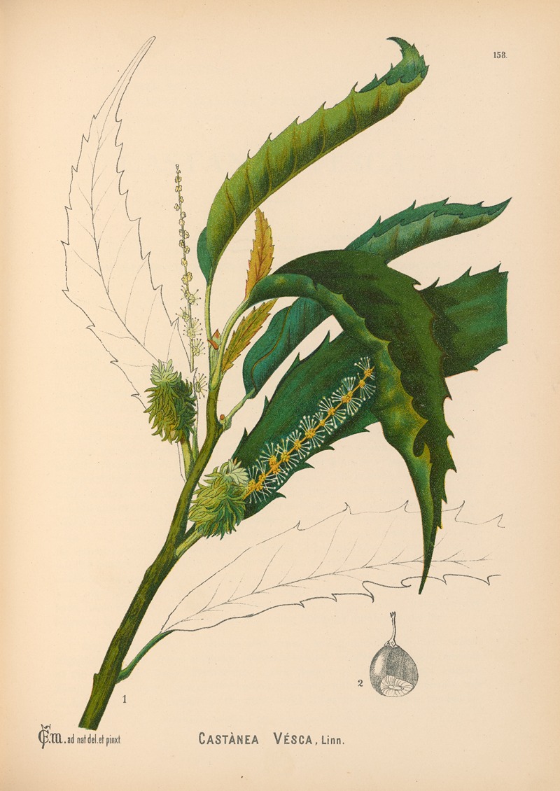 Charles Frederick Millspaugh - Medicinal Plants Pl.056
