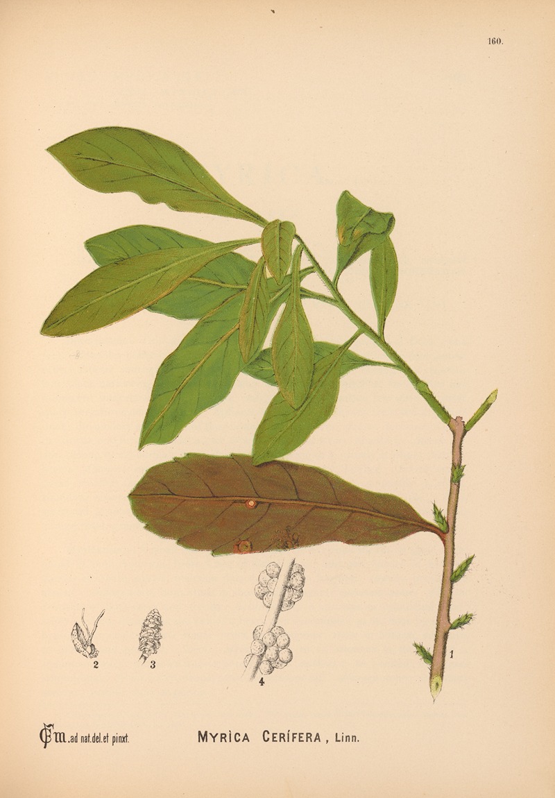 Charles Frederick Millspaugh - Medicinal Plants Pl.058