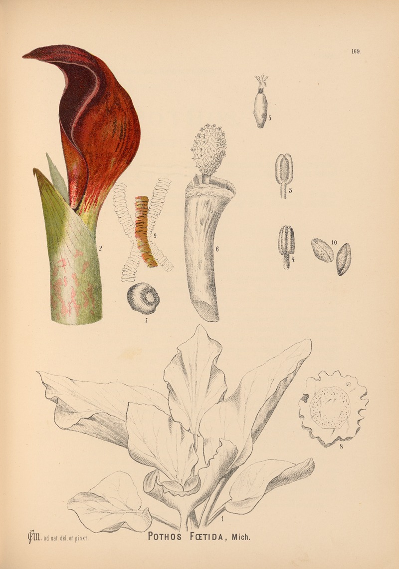 Charles Frederick Millspaugh - Medicinal Plants Pl.068