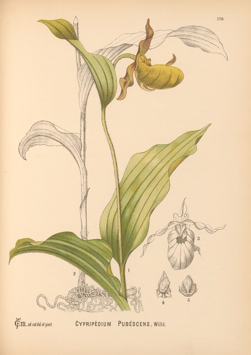 Charles Frederick Millspaugh - Medicinal Plants Pl.069