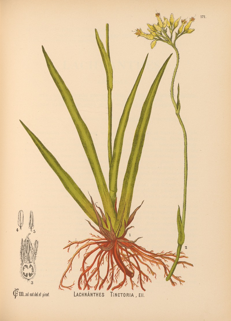 Charles Frederick Millspaugh - Medicinal Plants Pl.070