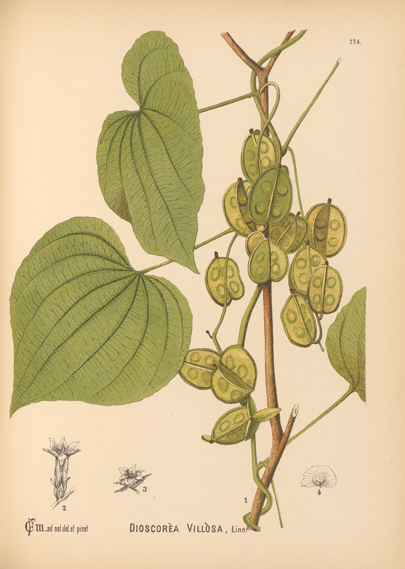 Charles Frederick Millspaugh - Medicinal Plants Pl.073