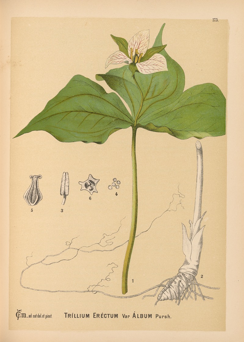 Charles Frederick Millspaugh - Medicinal Plants Pl.074